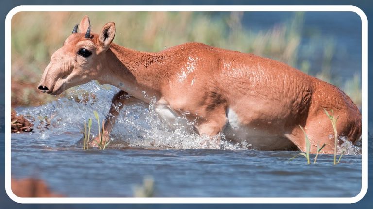 The Saiga Continues: Monumental Population Increase in a Previously Endangered Species