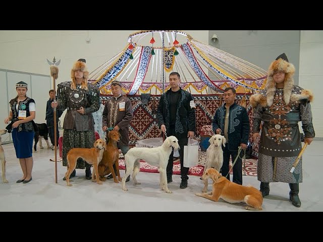 Sarbaz the Kazakh Tazy Takes to the World Stage