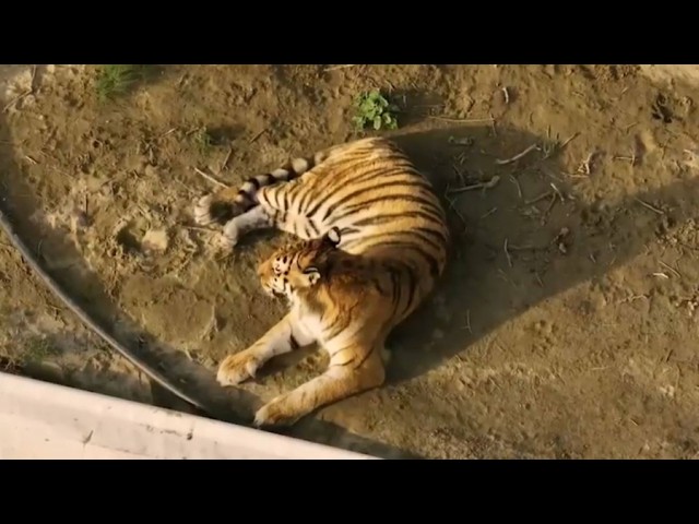 Four Amur Tigers to Make Kazakhstan Their Home