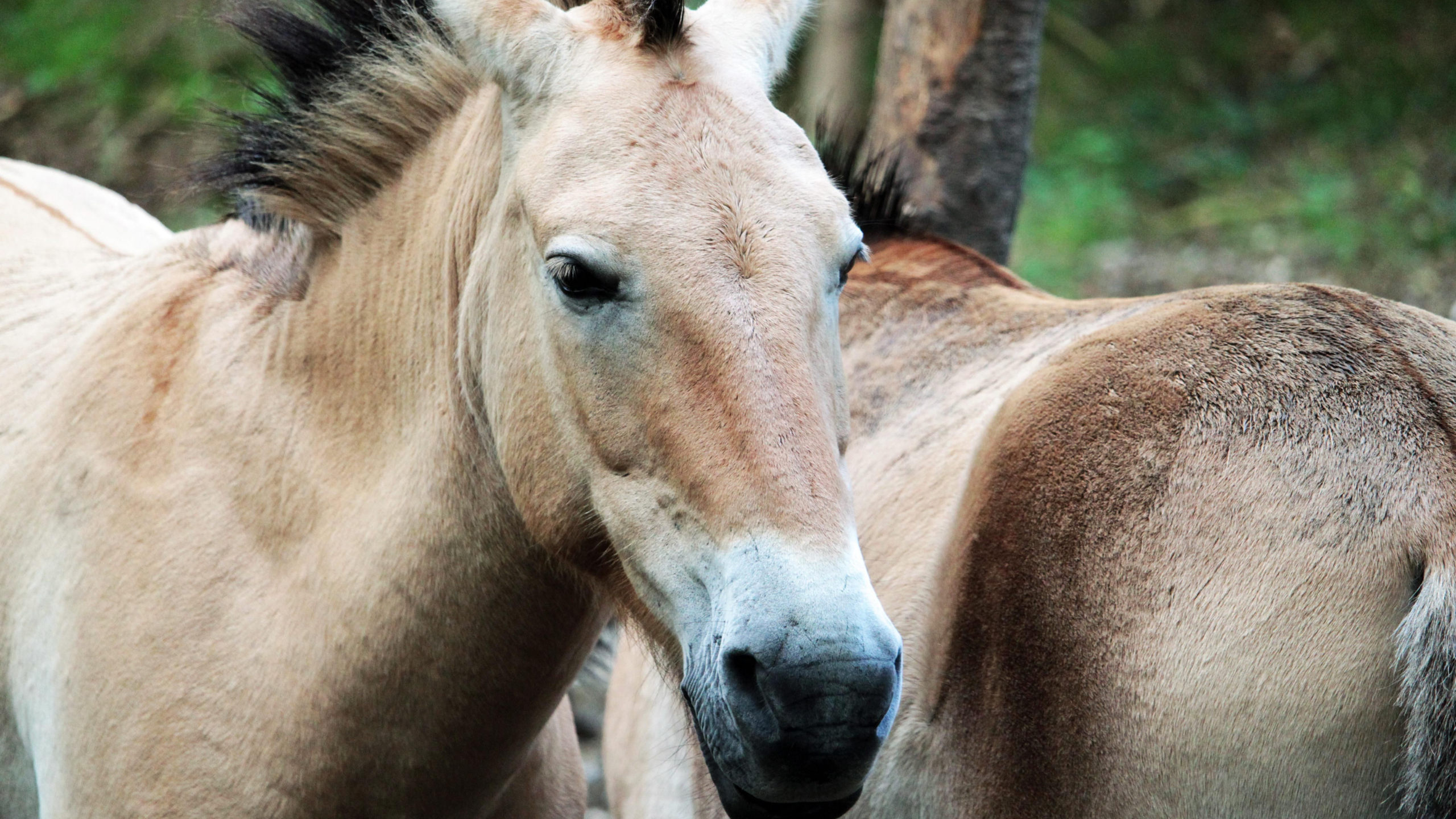 Przewalski's horse