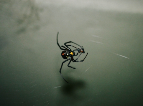 black widow spider bite