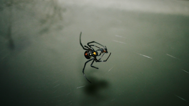black widow spider bite