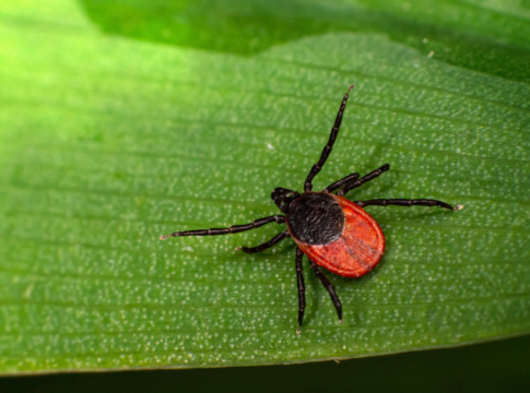 ticks in kazakhstan