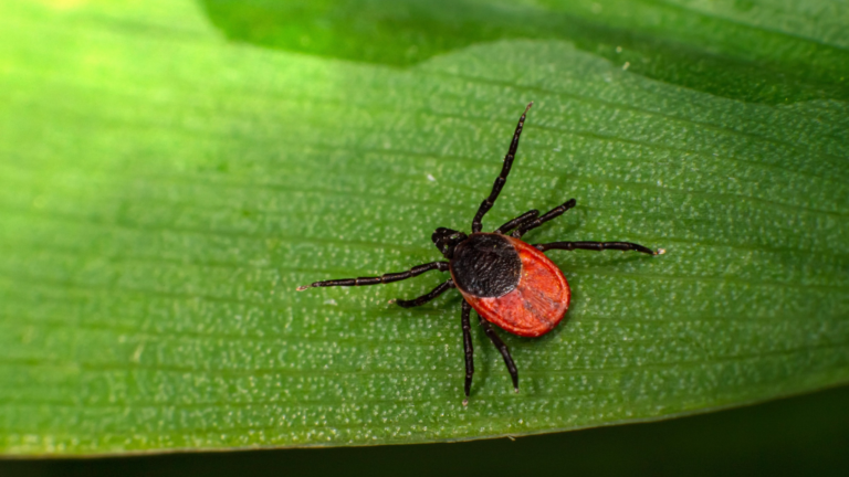 ticks in kazakhstan