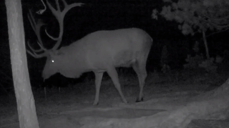 Nocturnal Visitors Caught on Film